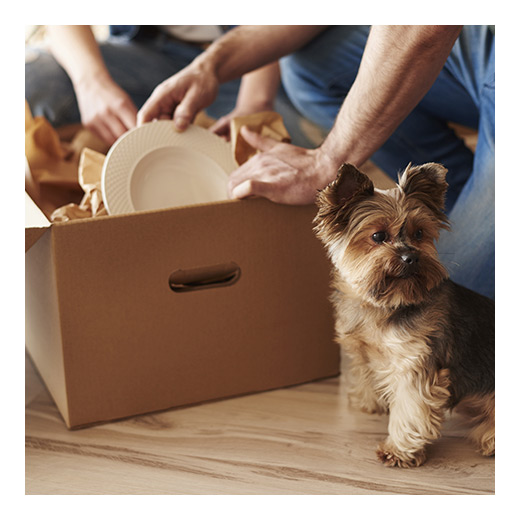 unpacking box with dog